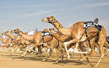 dubai royal camel race standard